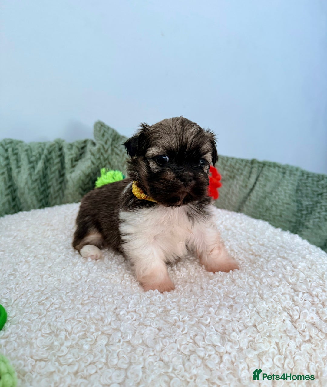 Lhasa Apso dogs for sale: Beautiful litter of KC Lhasa Apso puppies  - Advert 13