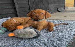 Hungarian Vizsla dogs for sale: Gorgeous KC reg Hungarian Vizsla puppies - Image 2