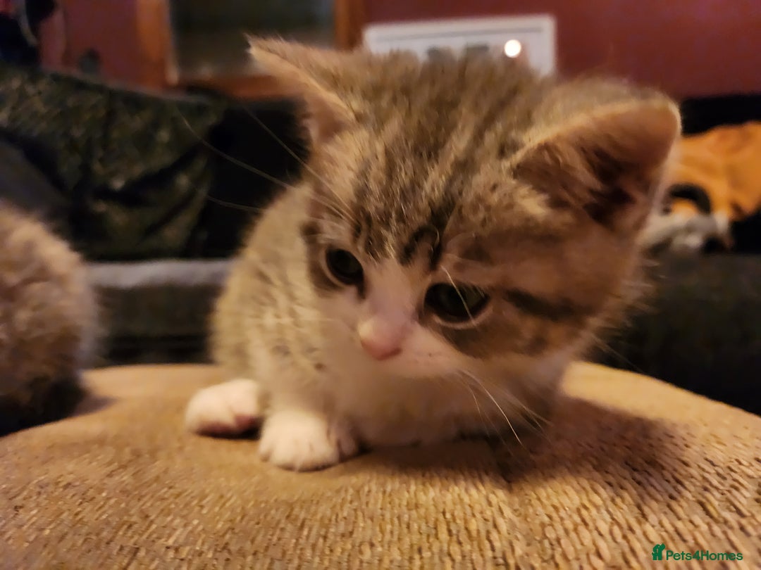 Mixed Breed cats for sale: Two kittens for sell - Advert 2