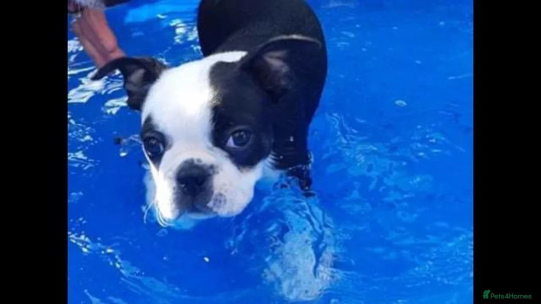 Boston Terrier dogs for stud: Small Proven Boston Terrier Stud in Doncaster - Advert 13