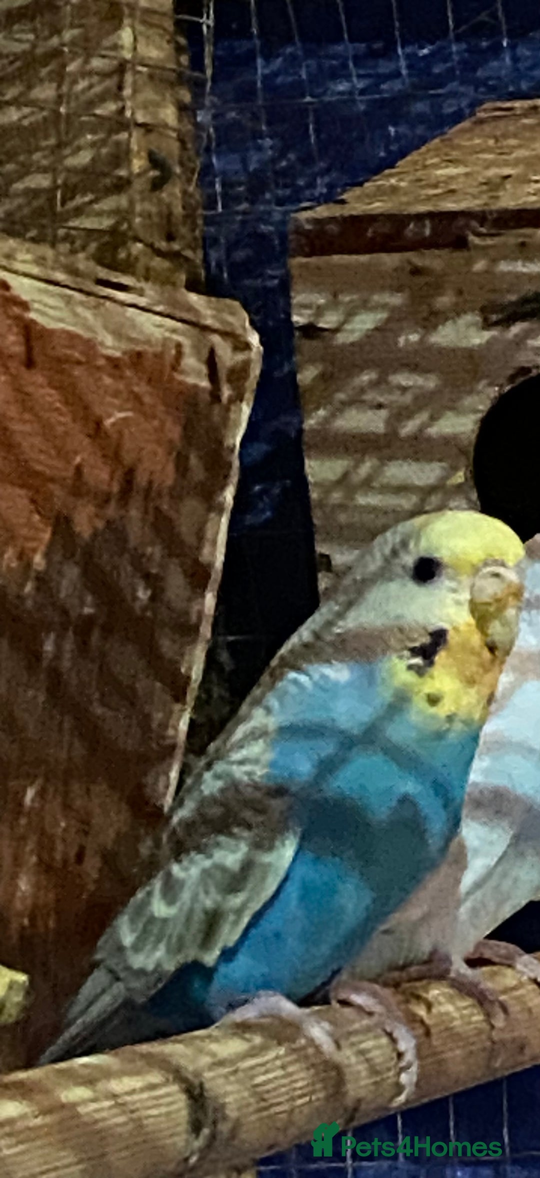 Budgerigars birds for sale: 3 pairs of Budgies  - Advert 8