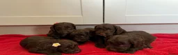 Cockapoo dogs for sale: Beautiful F1 cockerpoo puppies - Advert 3