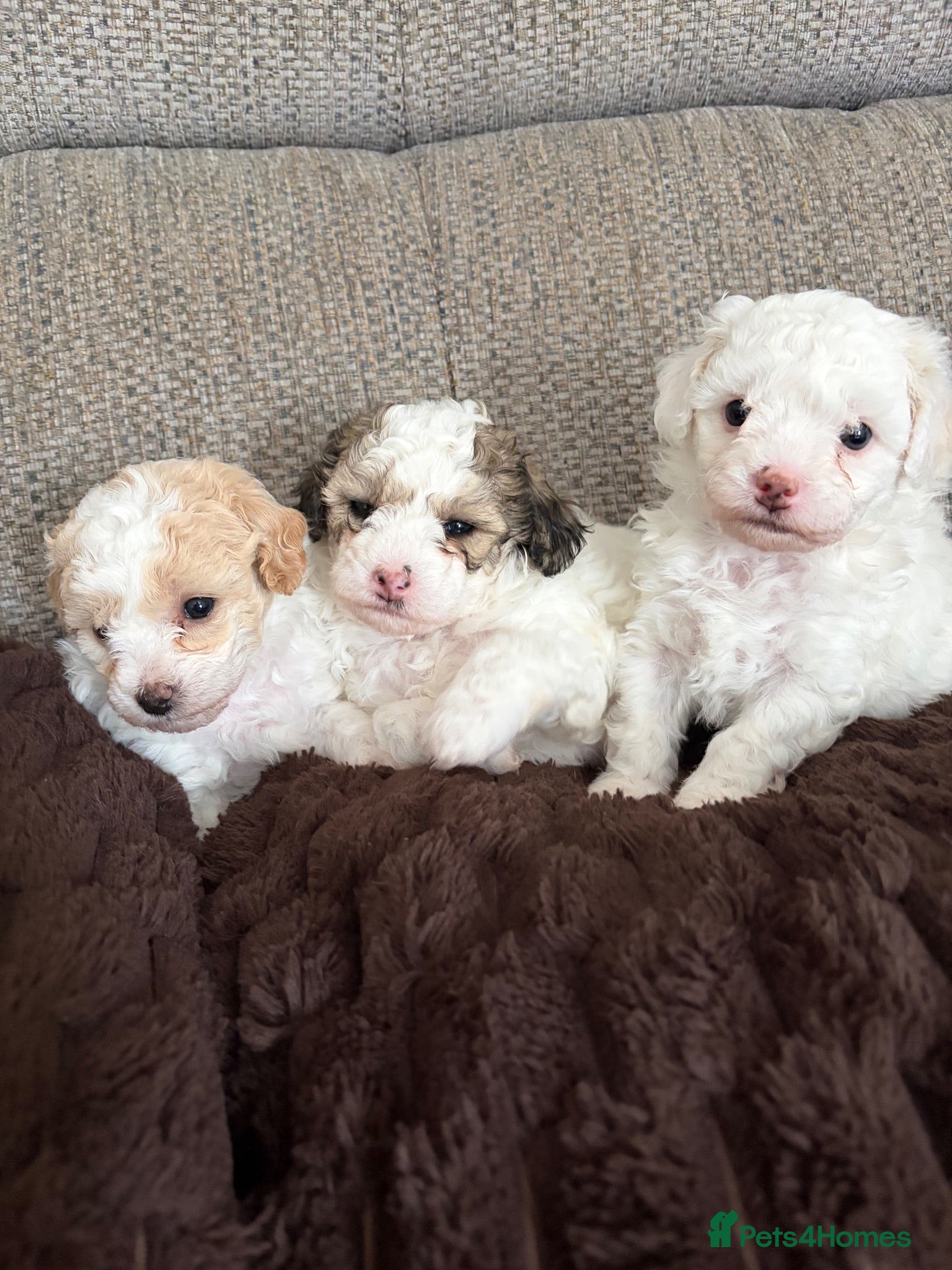 Poochon dogs Poochons for sale - Advert 1