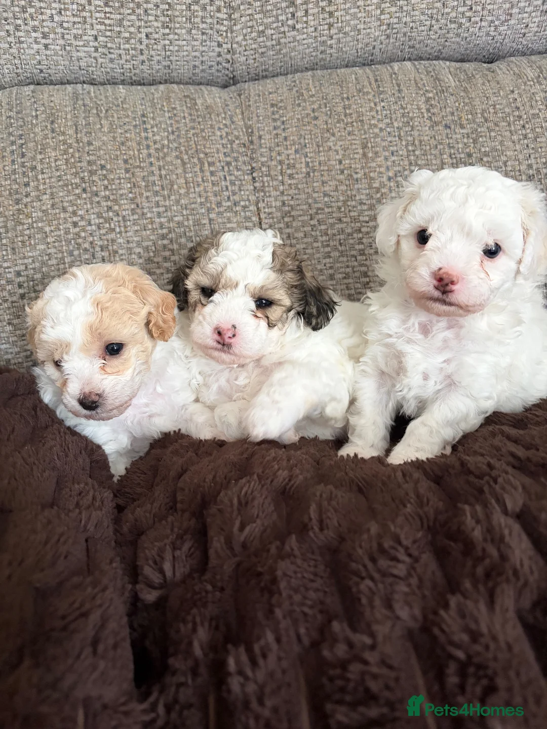 Poochon dogs for sale: Poochons for sale in Bishop Auckland - Advert 1