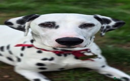 Dalmatian dogs for sale: Dalmatian looking for a forever home - Image 3