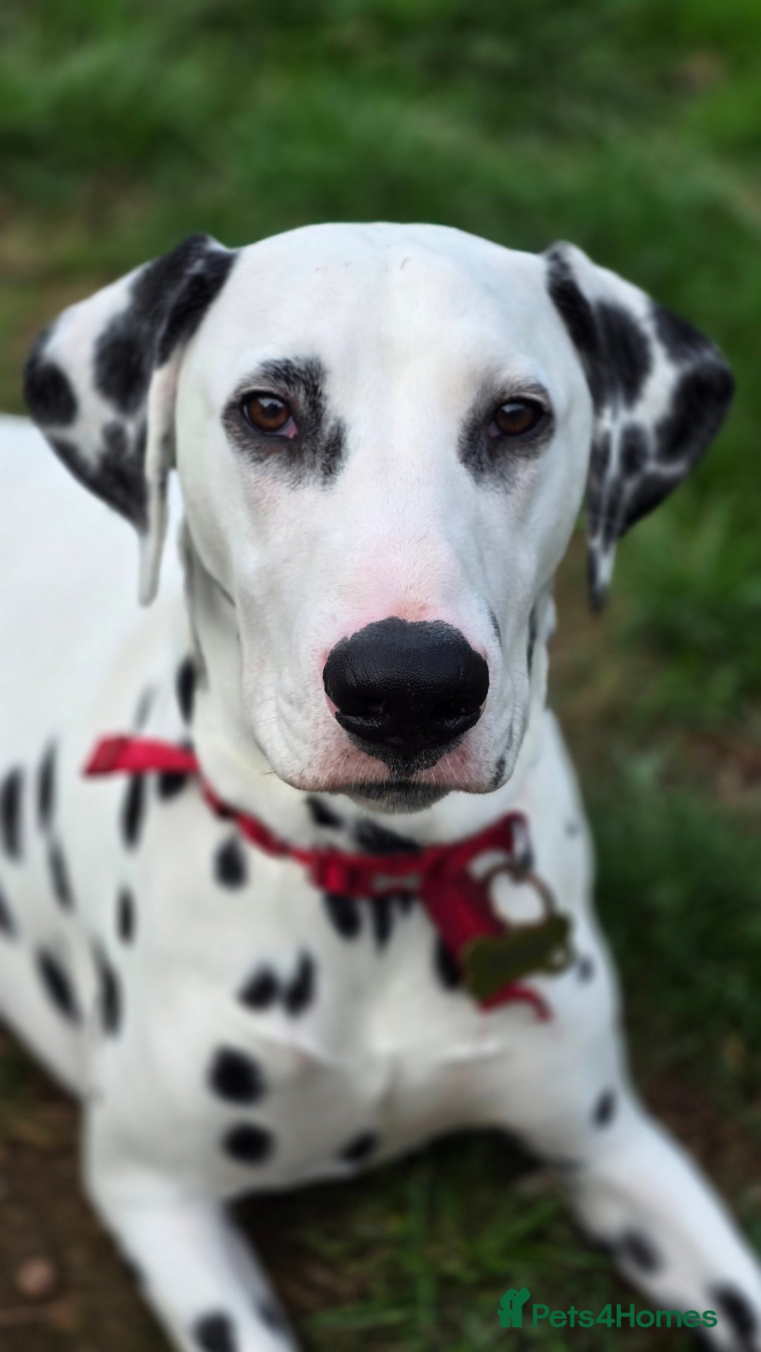 Dalmatian dogs for sale: Dalmatian looking for a forever home - Image 3