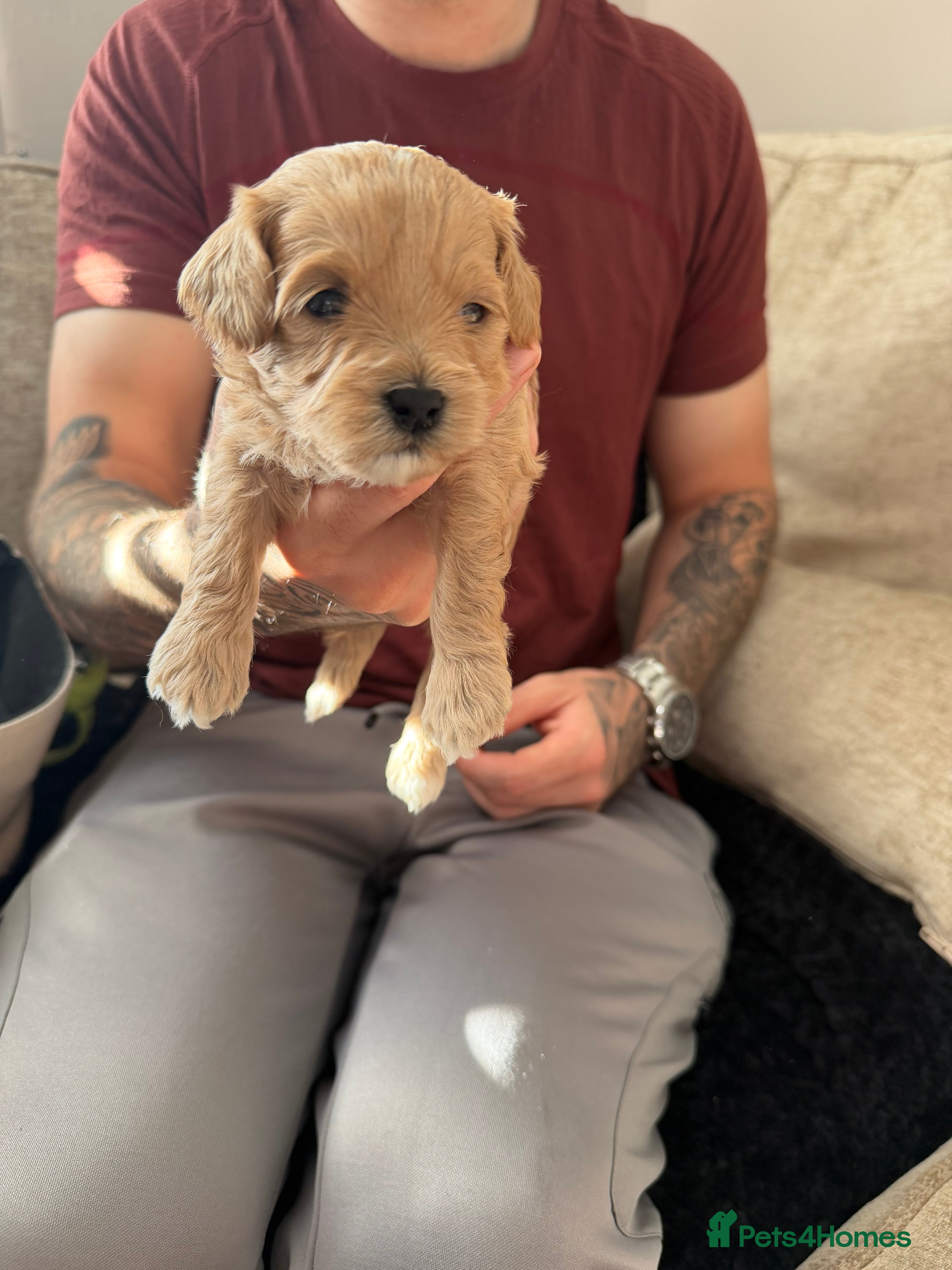 Cavapoochon dogs 🌟 Stunning Cavapoochon Puppies 🌟 - Advert 2