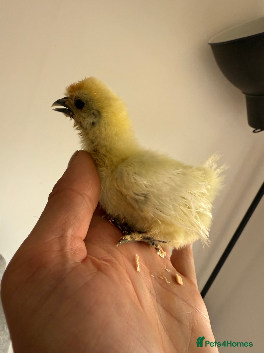 Chickens poultry for sale: Silkies,Bantam oldenglish game,bantam gold Welbar  - Image 2