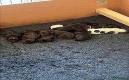 Cocker Spaniel dogs for sale: 🐾 Gorgeous working Cocker Spaniel puppies 🐶  - Image 1