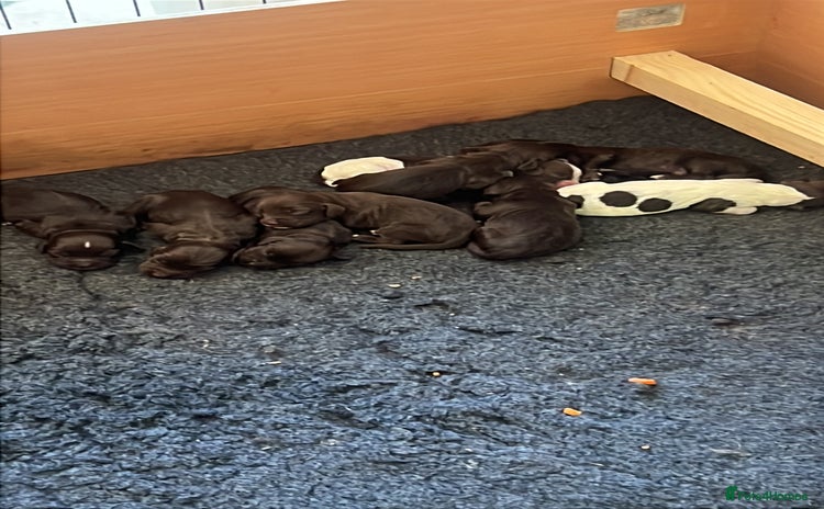 Cocker Spaniel dogs - Advert 1