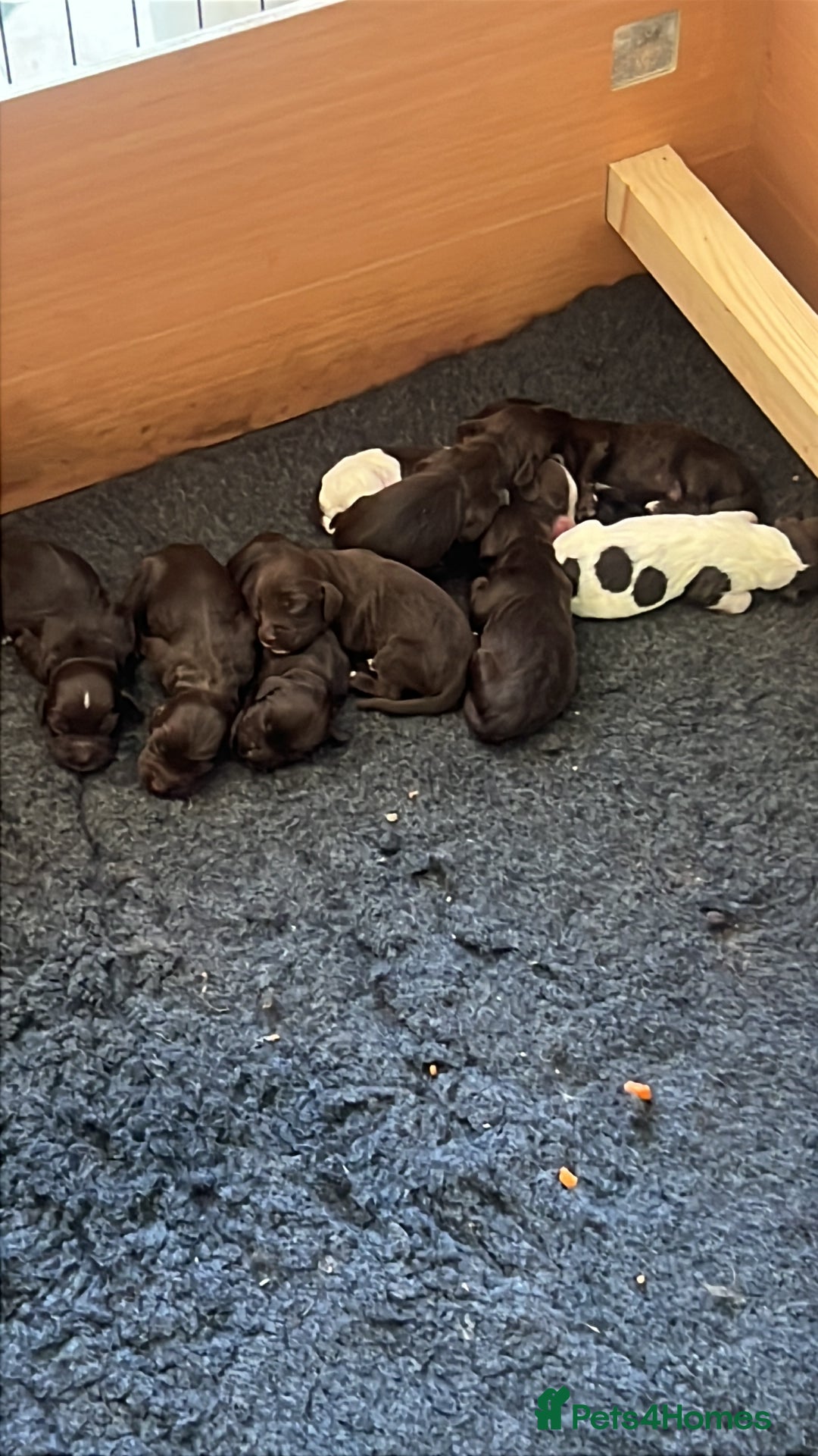Cocker Spaniel dogs for sale: 🐾 Gorgeous working Cocker Spaniel puppies 🐶  - Image 1