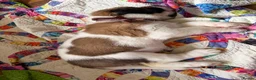 Saint Bernard dogs for sale: Exceptional St Bernard Puppies - Advert 15