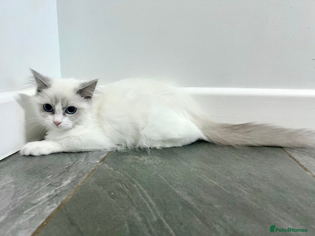 Ragdoll cats for sale: Last kitten left - absolutely beautiful and placid - Image 4
