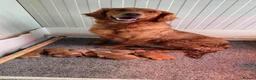 Golden Retriever dogs for sale: Fully Vaccinated Working Golden Retriever puppy - Advert 9