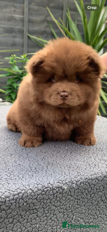 Chow Chow dogs - Advert 13