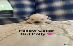 Poochon dogs for sale: Beautiful Poochon Puppies – Ready for Viewing - Image 15
