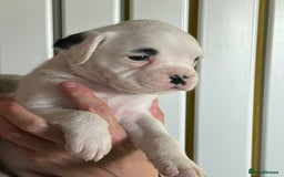 Boxer dogs for sale: Top Quality Boxer Puppies - Image 6