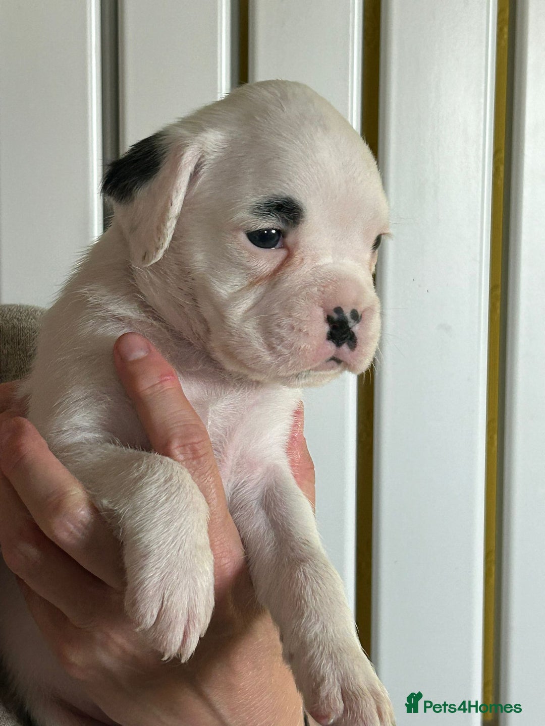 Boxer dogs for sale: Top Quality Boxer Puppies - Image 6