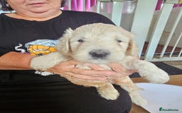 Goldendoodle dogs for sale: FANTASTIC FOUR YORKSHIRE LADS  - Image 13