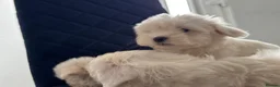 Maltese dogs for sale: Adorable Maltese Puppies Ready for Loving Homes 🐶 - Advert 4