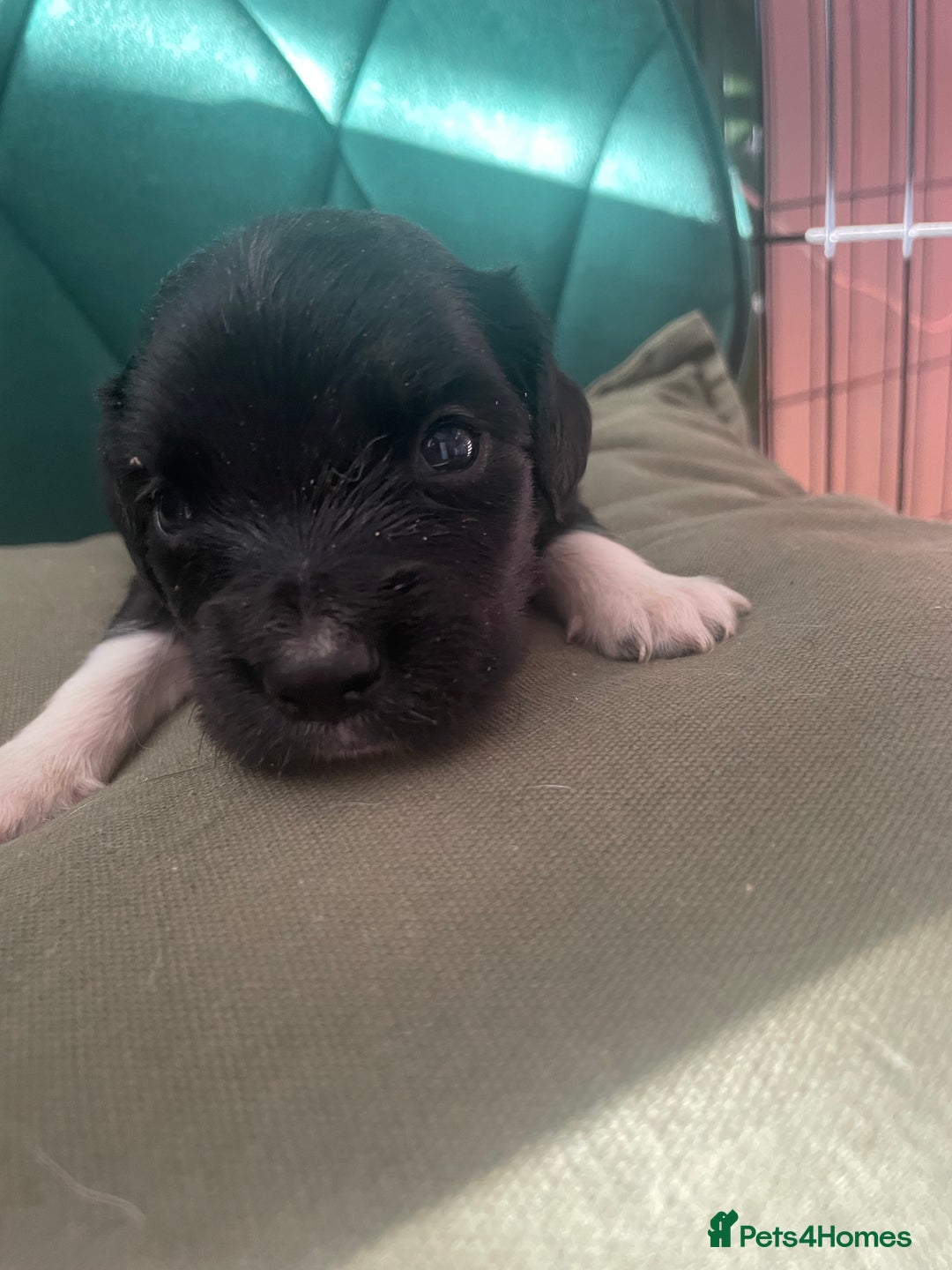 Mixed Breed dogs for sale: Cocker Collie puppies  - Image 18