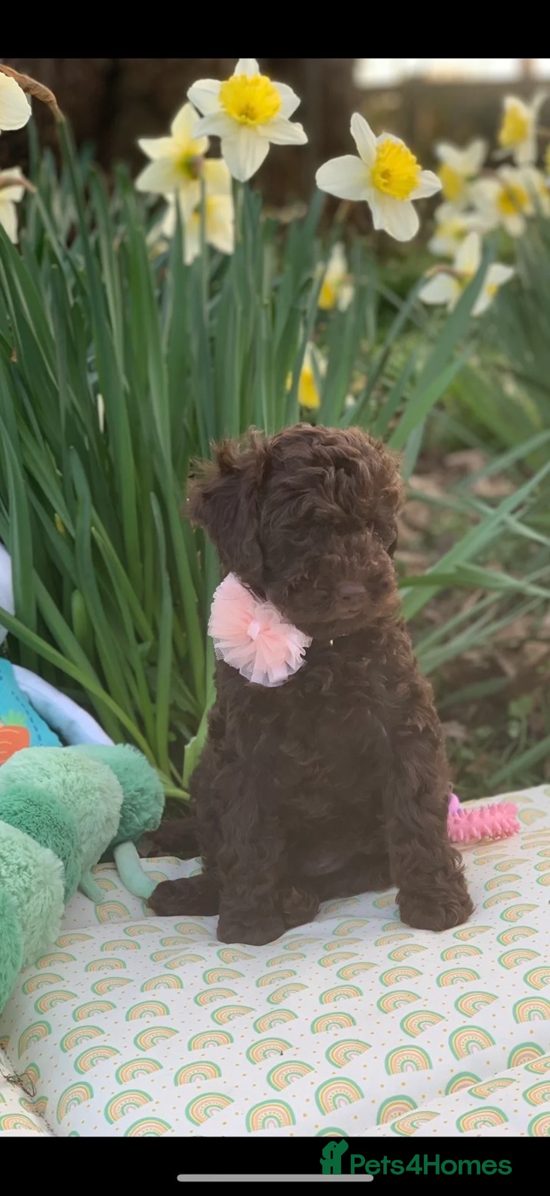 Cavapoo dogs for sale: Cavapoos boys and girls  - Advert 7