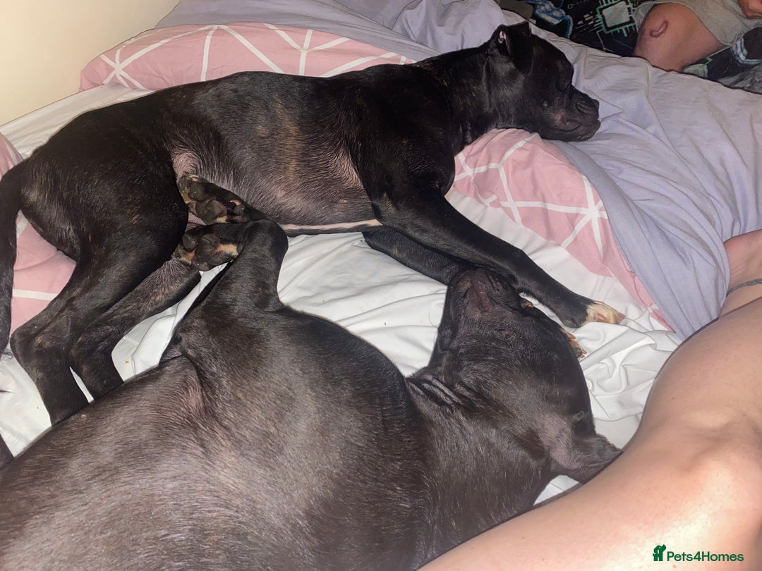 Mixed Breed dogs for sale: Free to good homes crackles and Medusa  - Image 3
