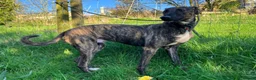 Lurcher dogs for adoption: REGGIE, 5-year-old bull-lurcher in rescue in Halifax - Advert 5