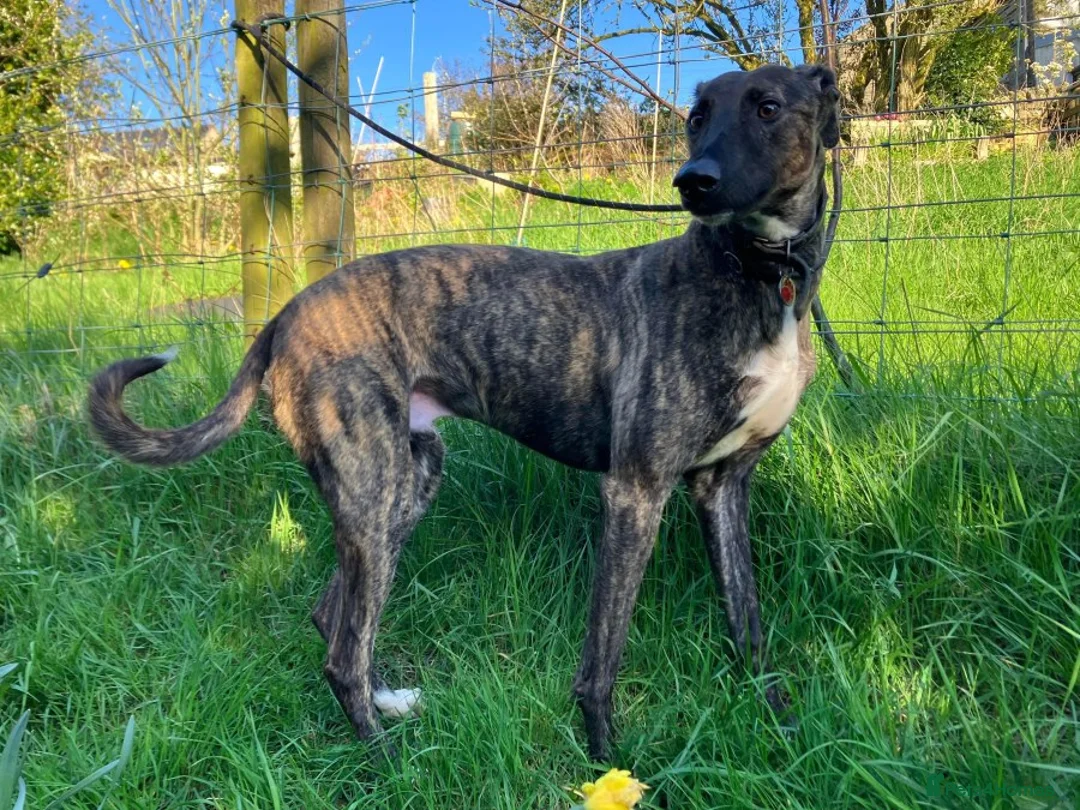 Lurcher dogs for adoption: REGGIE, 5-year-old bull-lurcher in rescue in Halifax - Advert 5