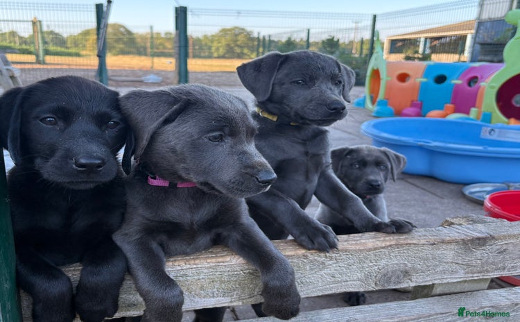 Labrador Retriever dogs - Advert 5