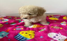 Poochon dogs for sale: Poochon puppies  - Advert 5