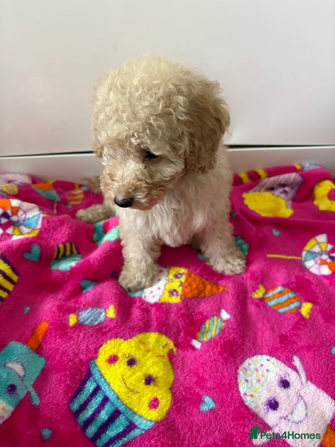 Poochon dogs for sale: Poochon puppies  - Advert 5