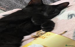 Mixed Breed cats for sale: A black cat - Image 2