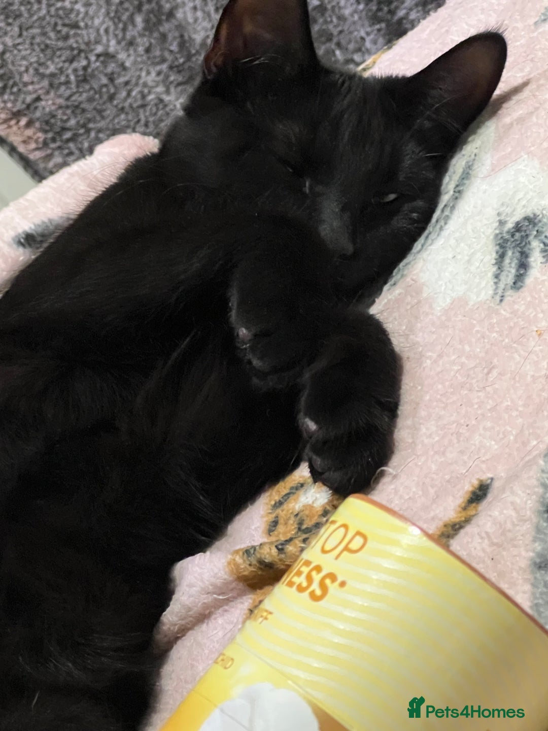 Mixed Breed cats for sale: A black cat - Image 2