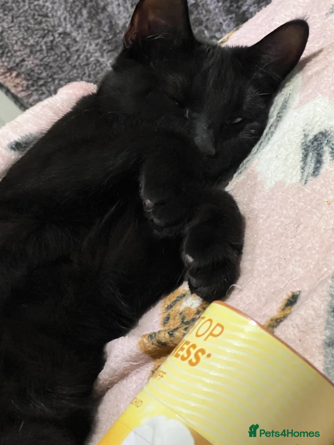 Mixed Breed cats for sale: A black cat - Advert 8