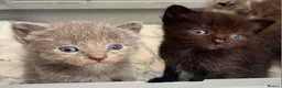 Ragdoll cats for sale: 1 Already reserved Fluffy Ragdoll Cross Kittens  - Advert 24