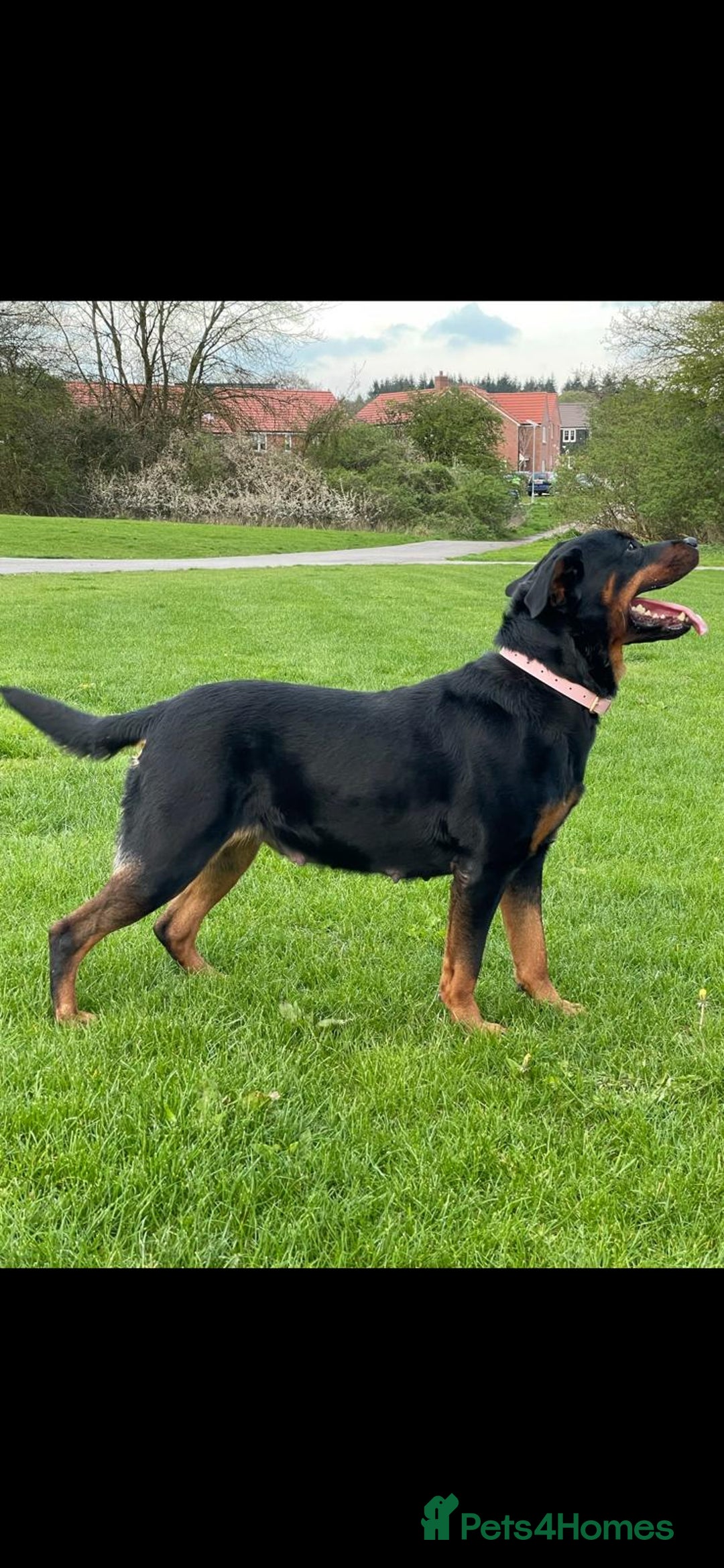 Rottweiler dogs for sale: KC Registered Rottweiler Puppies - Image 8