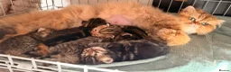 Persian cats for sale: 5 Persian X kittens available from 9th May - Advert 3