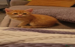 Mixed Breed cats for sale: Only one beautiful kitten remaining! - Image 12