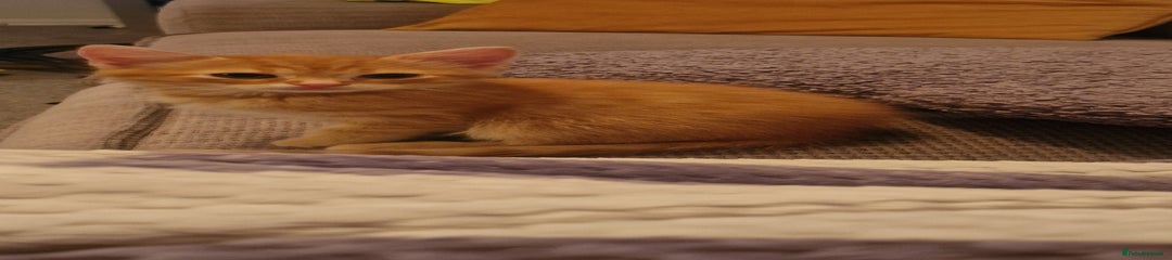 Mixed Breed Kitten 2