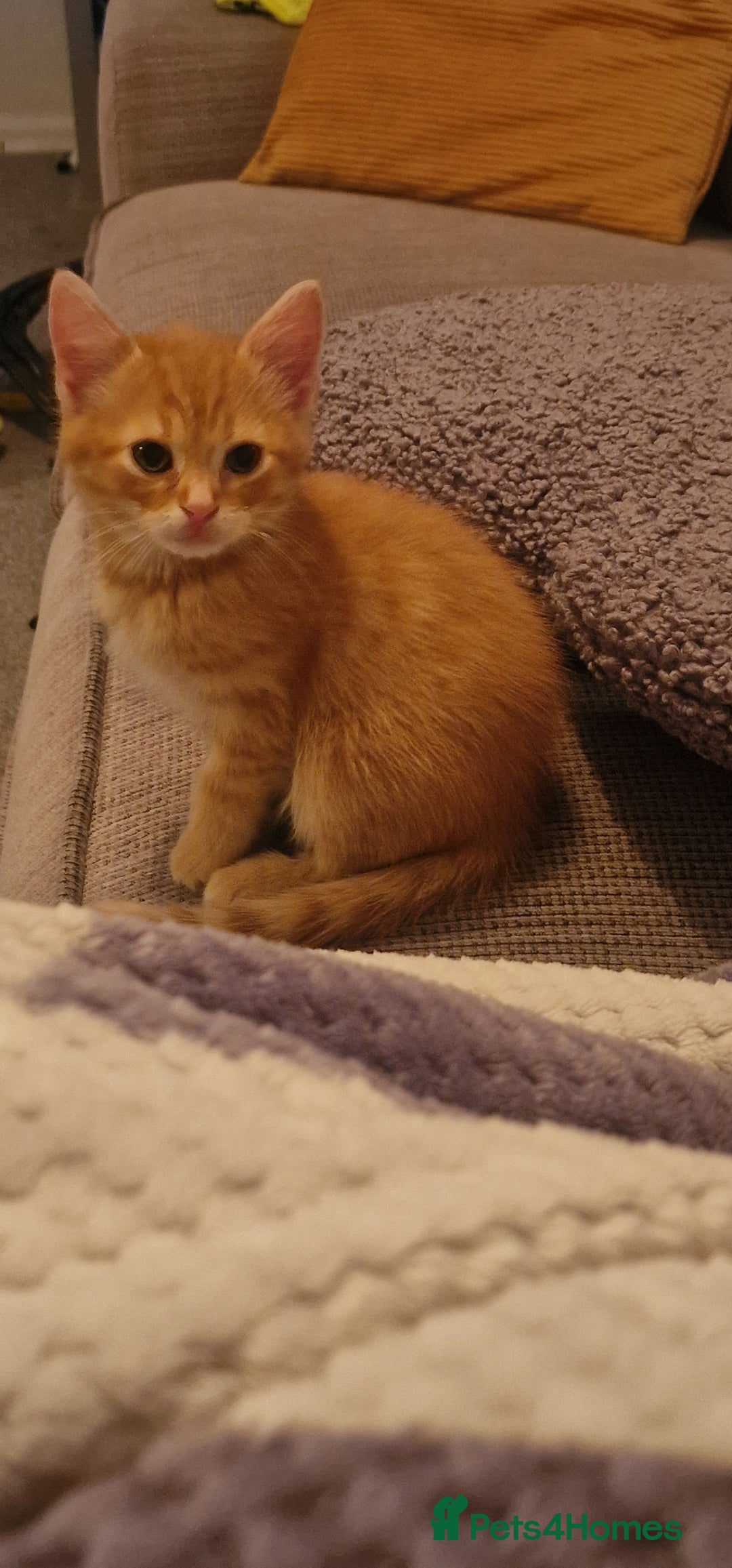 Mixed Breed cats for sale: Only one beautiful kitten remaining! - Image 12