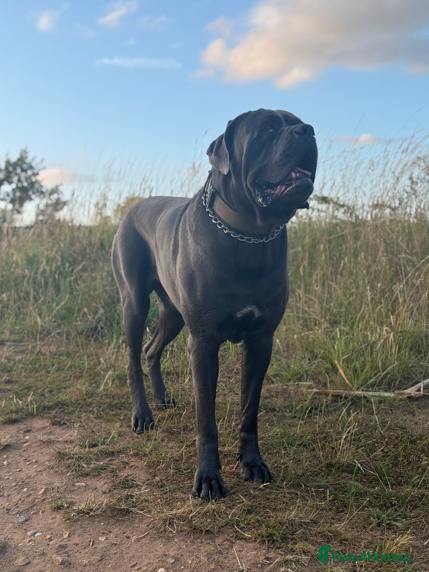 Cane Corso dogs Blue Cane Corso 75kg / Proven Stud - Advert 1