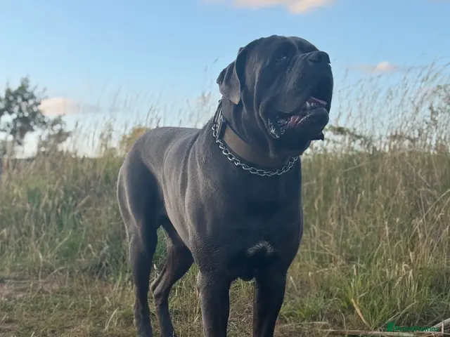Cane Corso dogs Blue Cane Corso 75kg / Proven Stud - Advert 1