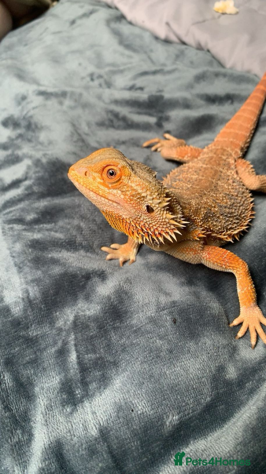 Bearded Dragon reptiles Lando! Please read description! - Advert 1