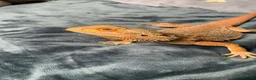 Bearded Dragon reptiles for sale: Lando! Please read description! in Halifax - Advert 1