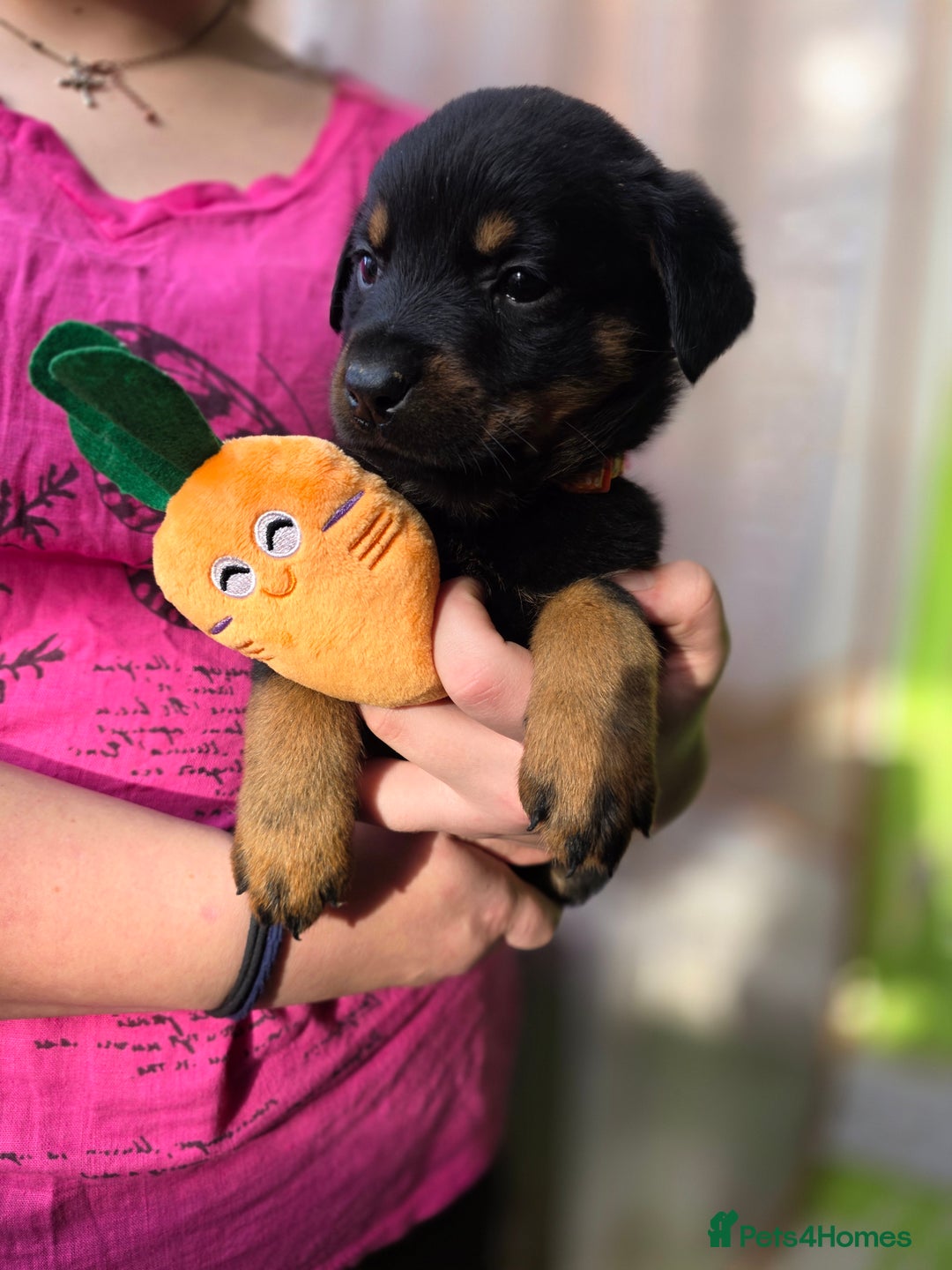 Rottweiler dogs for sale: Rottweiler puppies  - Image 16