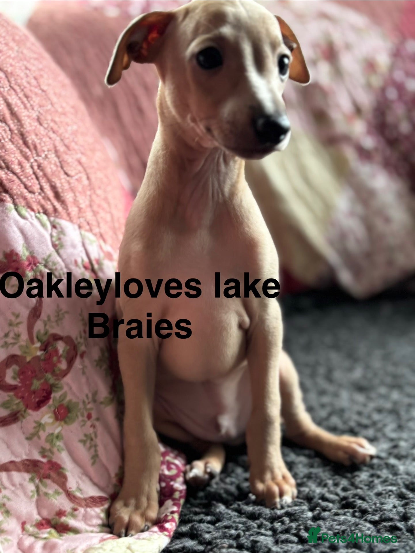 Italian Greyhound dogs Kc Italian fawn boys  - Advert 2