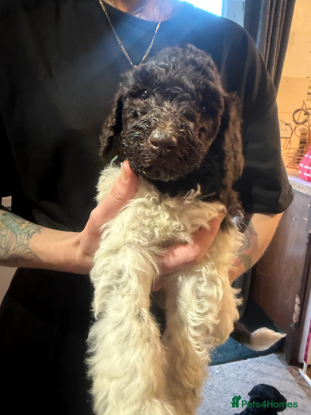 Standard Poodle dogs for sale: Standard poodle puppies  - Advert 3