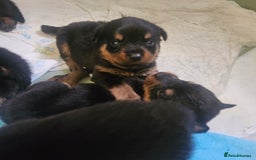 Rottweiler dogs for sale: 12 beautiful puppies  - Image 15