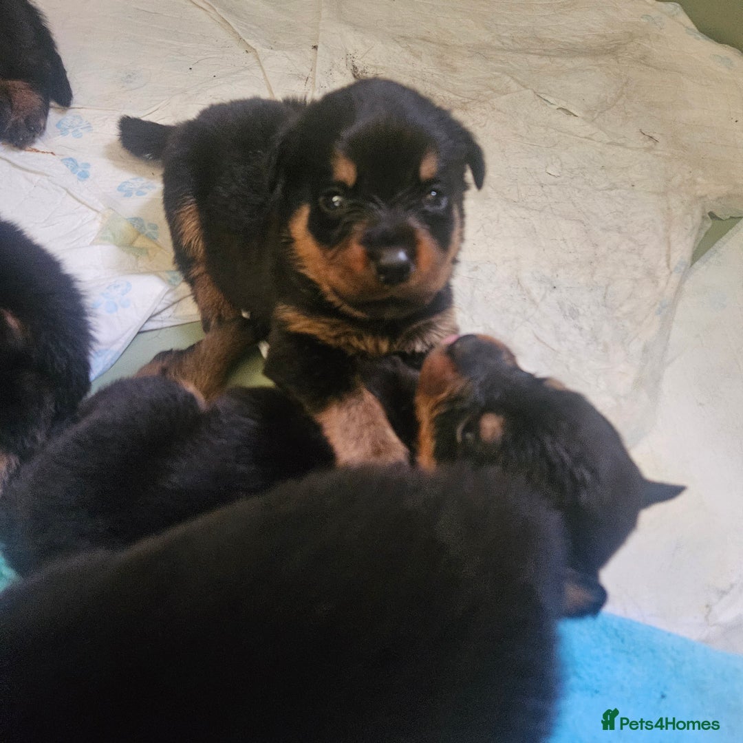 Rottweiler dogs for sale: 12 beautiful puppies  - Image 15